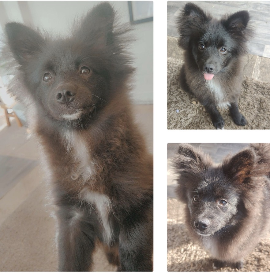 millypod1's tweet photo. MAXIMUS HOME SAFE. THANKS FOR RT's 😊🐕🐾

🆘5 JUNE 2026 #Lost MAXIMUS STILL MISSING #ScanMe Pomeranian Male 
home gate was left open by accident, 
Church Lane #Wighill surrounded by fields #Tadcaster #NorthYorkshire #LS24 https://t.co/V9JnFudsRB https://t.co/AJZCjUYFsy
