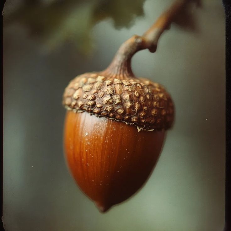 nature_c2ngn's tweet photo. Did you know a single mature oak tree can drop an incredible 50,000 acorns in just one bumper year? 🌳🐿️ https://t.co/bVluQ2zlXz