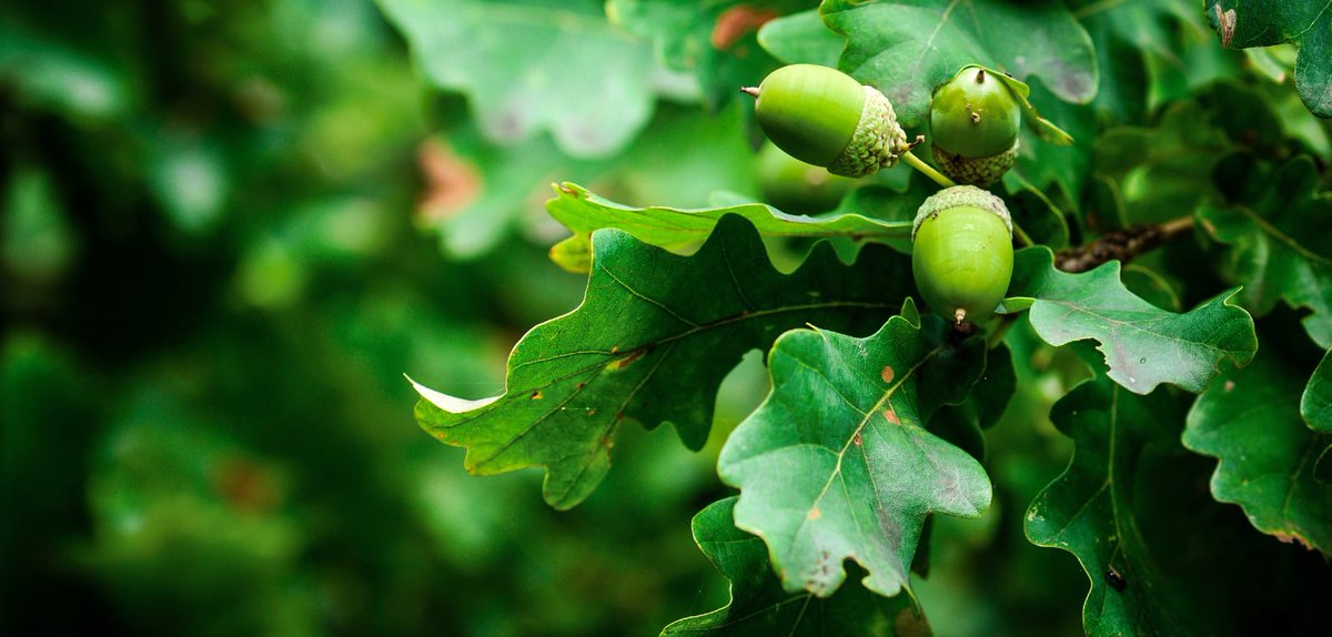 nature_c2ngn's tweet photo. Did you know a single mature oak tree can drop an incredible 50,000 acorns in just one bumper year? 🌳🐿️ https://t.co/bVluQ2zlXz