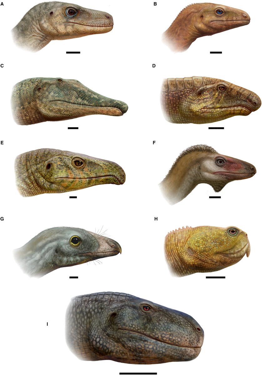 NatSciChannel's tweet photo. 🚨NEW STUDY DROP🚨

Brazilian archosaurs are analyzed for osteological correlates for lip-like tissues in the same way researchers have done for theropod dinosaurs. They found that nearly all of them fit the lipped condition more than a croc-like condition

🎨: Matheus F. Gadelha https://t.co/IKREHUCT43