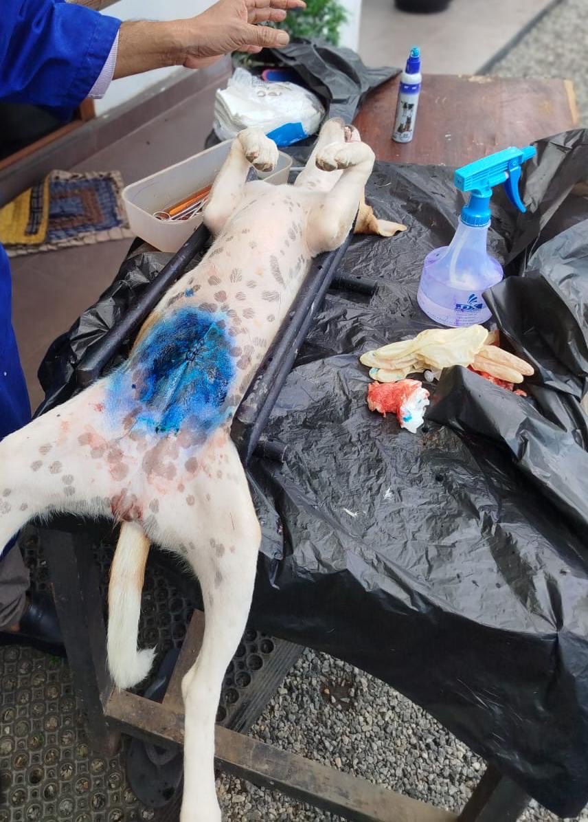 help_strays's tweet photo. Two females spayed this week 🐾! We will hold an out reach neuter and vaccination clinic soon . Help Save A Stray today ! https://t.co/bReuPmrMWl https://t.co/c2pxOTSEEj