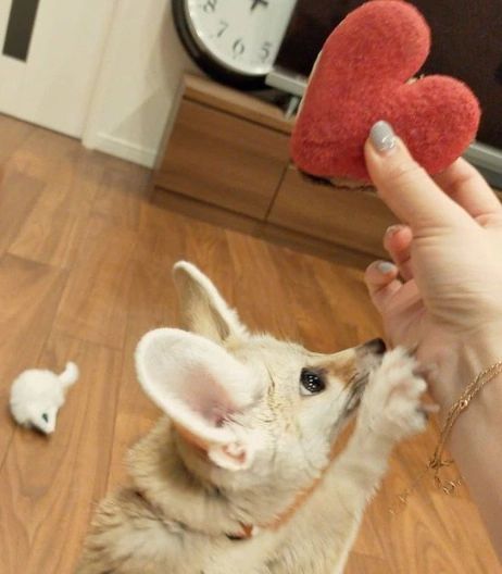 TheFoxLife's tweet photo. Excuse me, I believe that belongs to me https://t.co/VAm14QnuaL