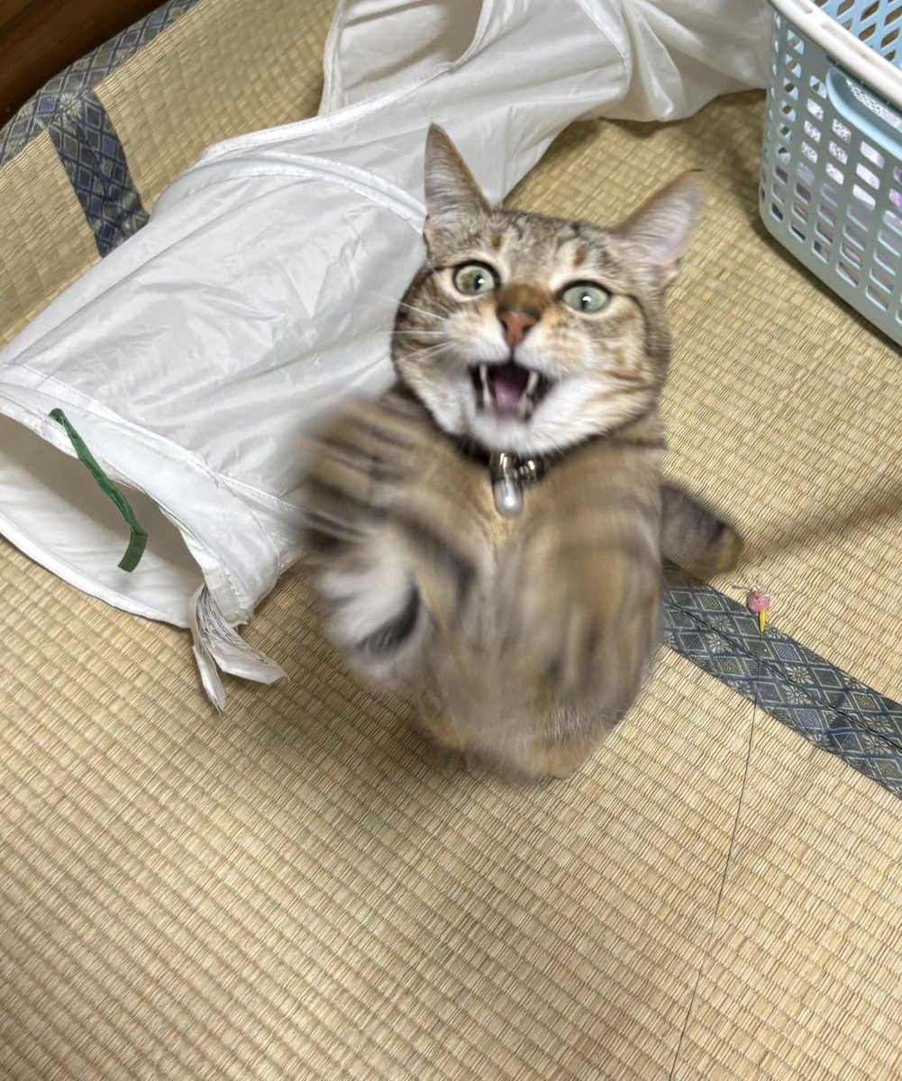 himerogu111's tweet photo. 今日はジャスミンのお家の子記念日🏠

いつまでも元気で甘々なジャーちゃんでいてね😽
これからもよろしく💕💕

#リトルキャッツ出身 
#ミャゴラーレ https://t.co/Rf8PL78WmR