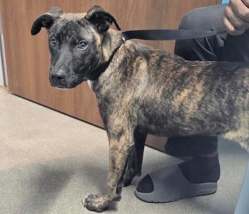 PawsnTails4TX's tweet photo. 💔😭I was not expecting this today! NO urgent plea/ NO final call!! ROXIE was Murdered today for “No interest” To the POS owner who dumped her and couldn’t get off their ass to walk her or give her interactive/ chew toys, Karma is a bitch! 
#RIP ROXIE 🌈
#NoOneCame 
Houston #TX https://t.co/TjMuZelB40