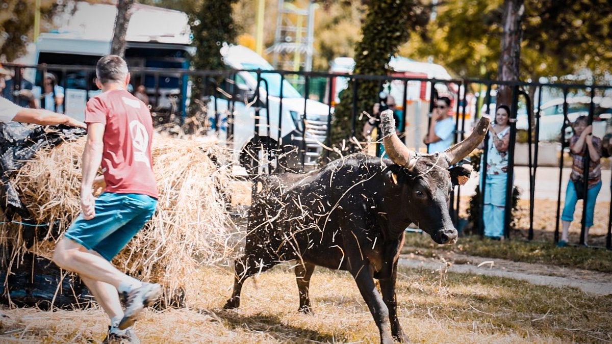 Manon_Bouquin's tweet photo. 🐂 Ce samedi au pied du Pic Saint-Loup, c’était la journée taurine du club Lou Martin à Saint-Martin-de-Londres. 
J’ai eu le plaisir de venir leur témoigner mon soutien. https://t.co/UtSZXr6uh3