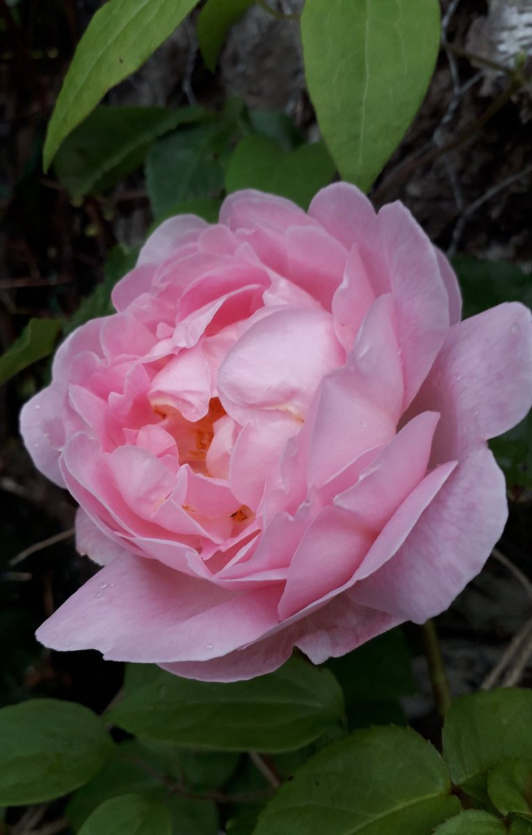 bird_darre5826's tweet photo. Rose https://t.co/Wx0A6Ko5Jq