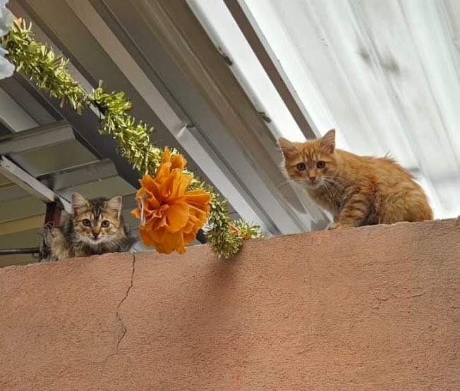 Abidelmal's tweet photo. Hay unos gatitos (aprox. 4 meses de edad) en el mercado, la mamá otra vez está preñada, he intentado atraparlos pero de verdad son intrépidos y agresivos😣
Hoy intenté llevarme a la mamá pero igual es muy arisca y me mordió🥹
Recomendaciones ? https://t.co/a1NWZuBJip