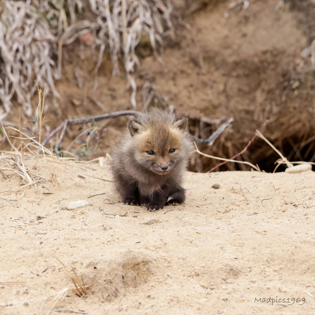 TheFoxLife's tweet photo. I am speed https://t.co/1j9G0tQw9D