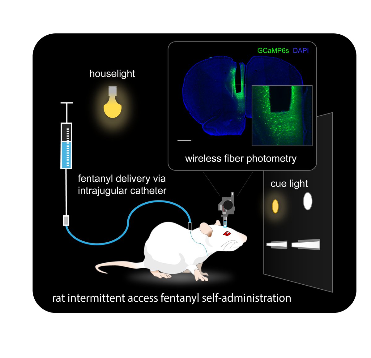 ACWhitebirch's tweet photo. Excited to share my postdoctoral research in Dr. Susan Ferguson’s lab at the UW NAPE center in our new preprint! “Uncovering phenotypic diversity and cell-type-specific prefrontal cortex calcium dynamics in rat fentanyl self-administration". 

doi: https://t.co/Fo5KeJLjEX https://t.co/g3GMIrZY0e