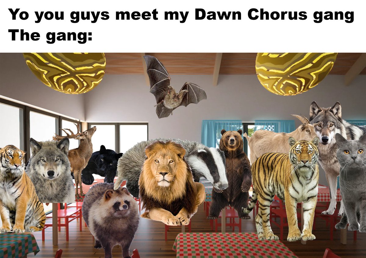 thecatidk's tweet photo. #dawnchorusvn https://t.co/eF01RplmTH
