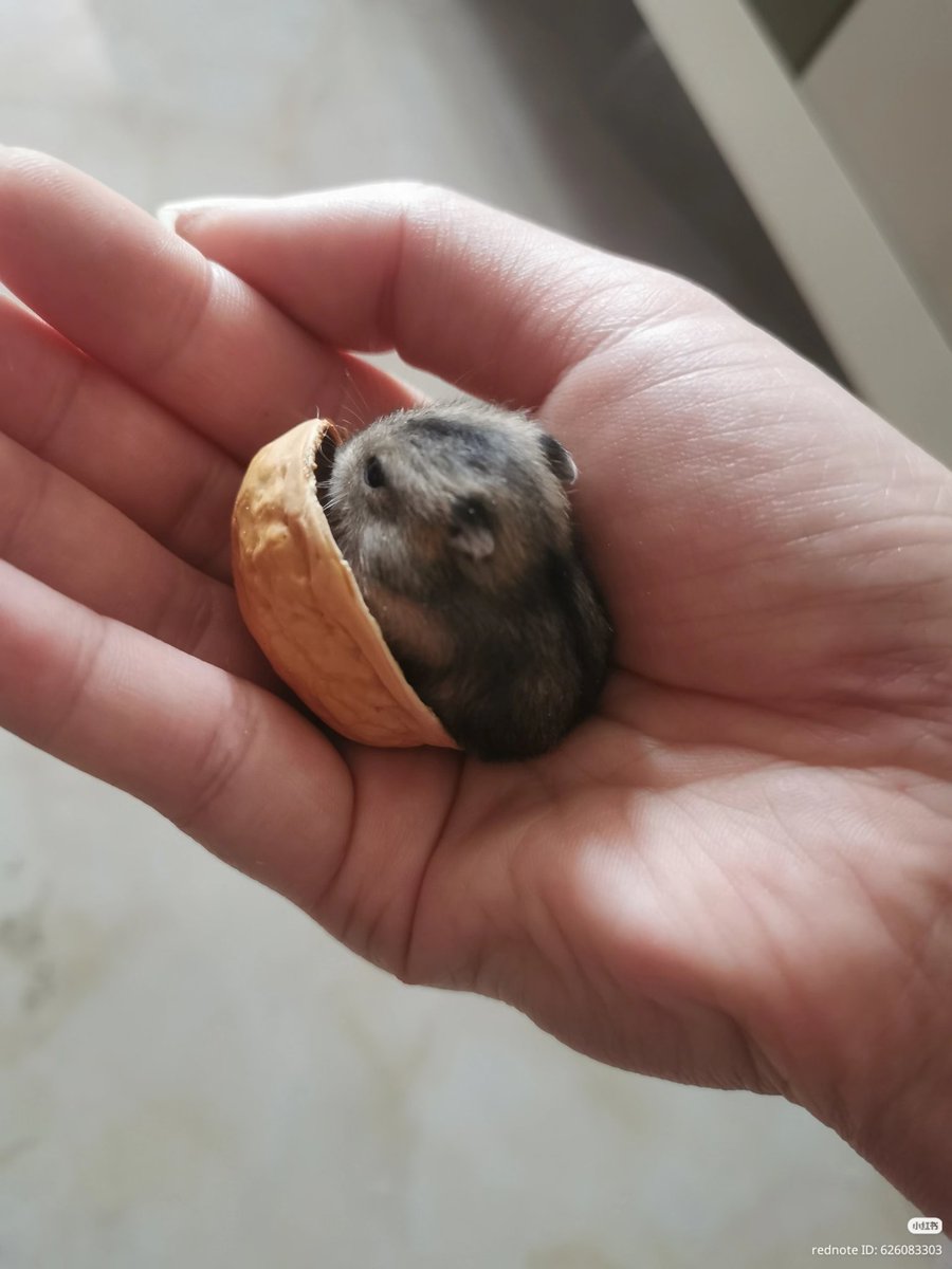 TweetsOfHamster's tweet photo. Tiny 🤏 https://t.co/bh1B2WJmOD
