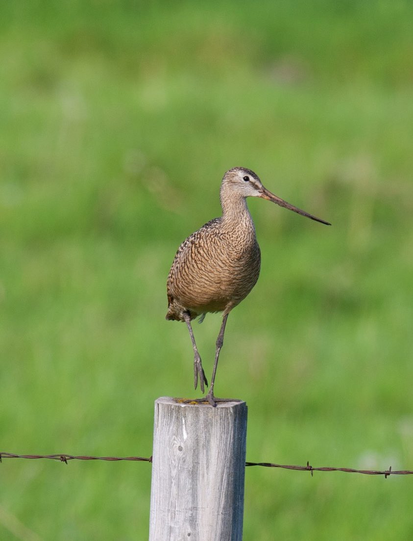 prairieguy2016's tweet photo. It is also Marbled Monday! A Marbled Godwit practices its yoga moves on a wooden fence post out on the Dakota prairie.
https://t.co/Fs03XmaudB #photography #nature #shorebirds #birds  #northdakota #prairie https://t.co/tvQE51jkDM