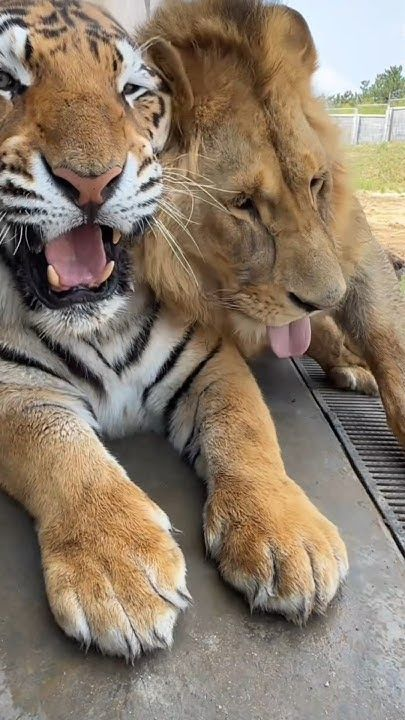 tigertwting's tweet photo. They fell in love                          I was born https://t.co/LCOvbUFit9
