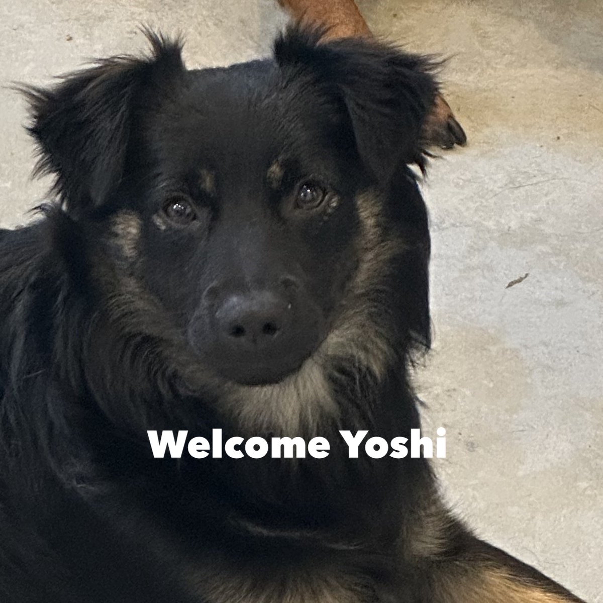 CityDogsDC's tweet photo. A warm welcome to our new pups!!!❤️ https://t.co/eN9bMOjJGh