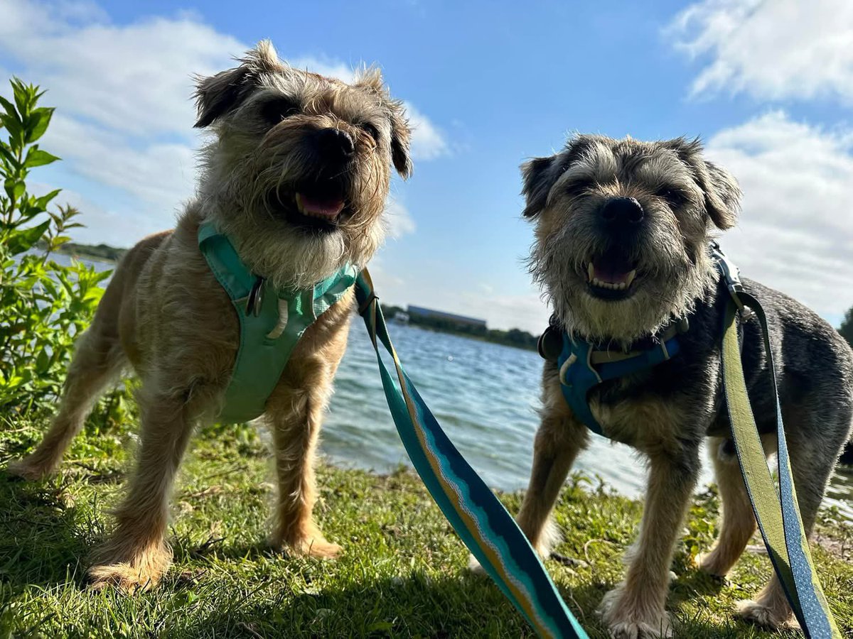ScrappyN's tweet photo. Look at these handsome chaps *giggles behind paw* just having a bimble @willenlake three years ago today. Of course my old man works there now @willenhospice I like to think I put in the ground work *nods* #ScrappyNelson 🌈 #DuncanPickles #MondayMotivation #MemoryMonday https://t.co/059YOq1Mv2
