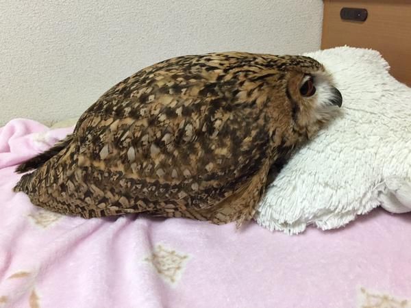 owltwting's tweet photo. nap time https://t.co/yJxalNQgEm