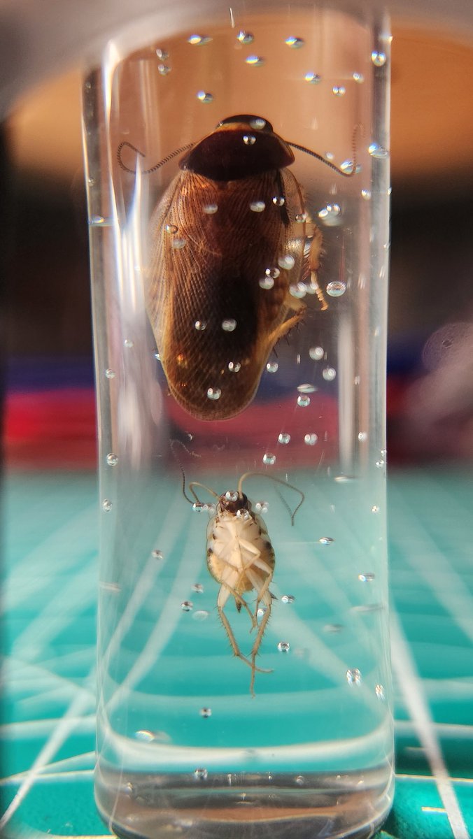 girbigen's tweet photo. German roach plus nymph, I rly like their long antennae https://t.co/rmoUFEdoJR