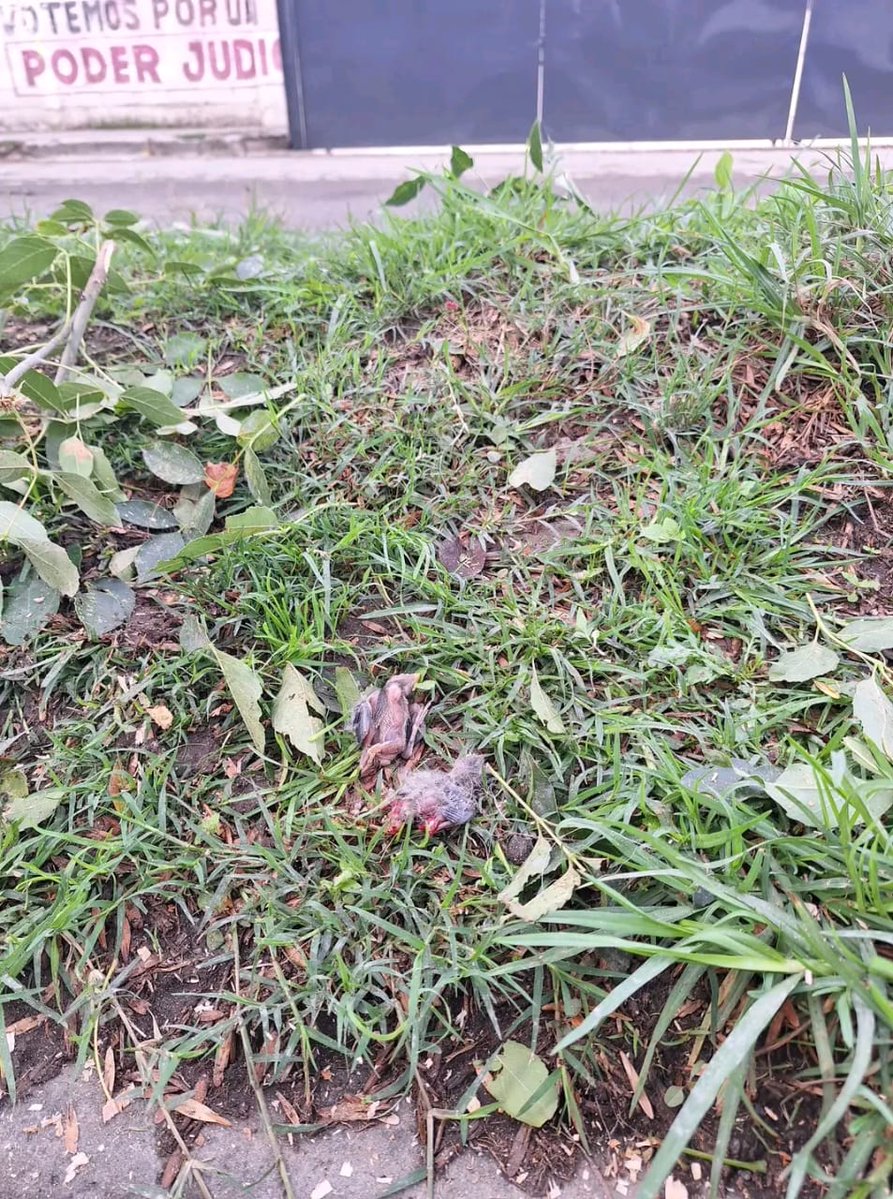 GuardabosqueUrb's tweet photo. Nuevo ecocidio, ahora en Bosques de San Sebastián, dónde el @PueblaAyto mediante @AmbientePuebla otorgó permisos para talar árboles y matar aves a las 3:00 am.  @JIvanHerrera_ 😡
Estamos en una crisis ambiental y se dan el lujo de hacer esto. 🧵👇🏻 https://t.co/2aS4hkoz4T
