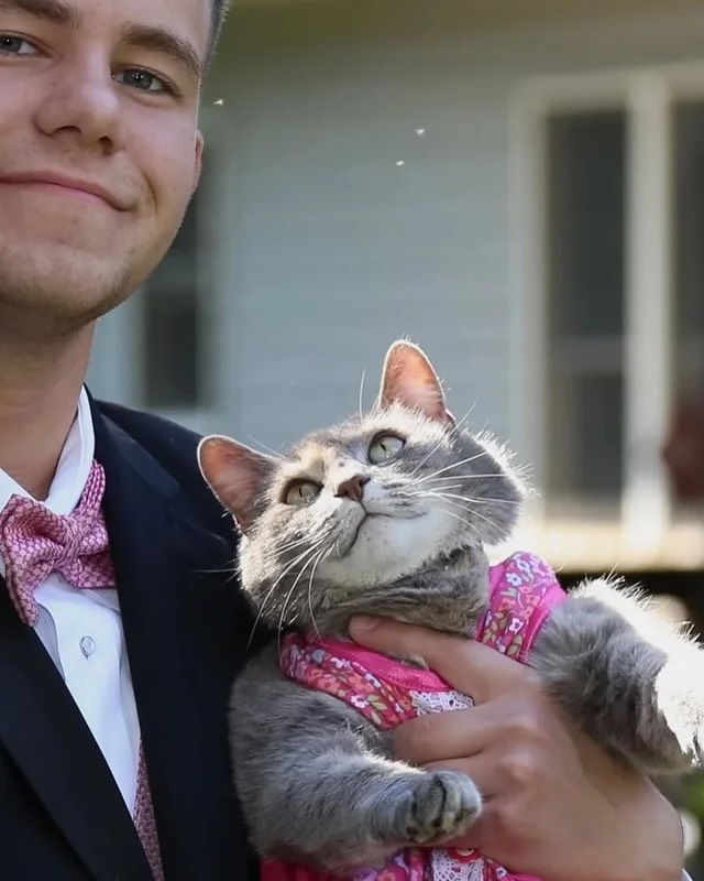 catwithaura's tweet photo. In 2016, this guy went to prom with his cat because he couldn't find a date https://t.co/WSiZ5Dy1nJ