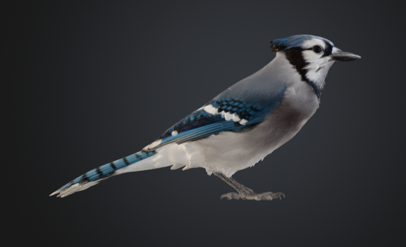 RoanokeGame's tweet photo. Pretty strong Blue Jay model
#Meshy #3D 
https://t.co/bziPxGc8TY https://t.co/2U0oD4yRK1