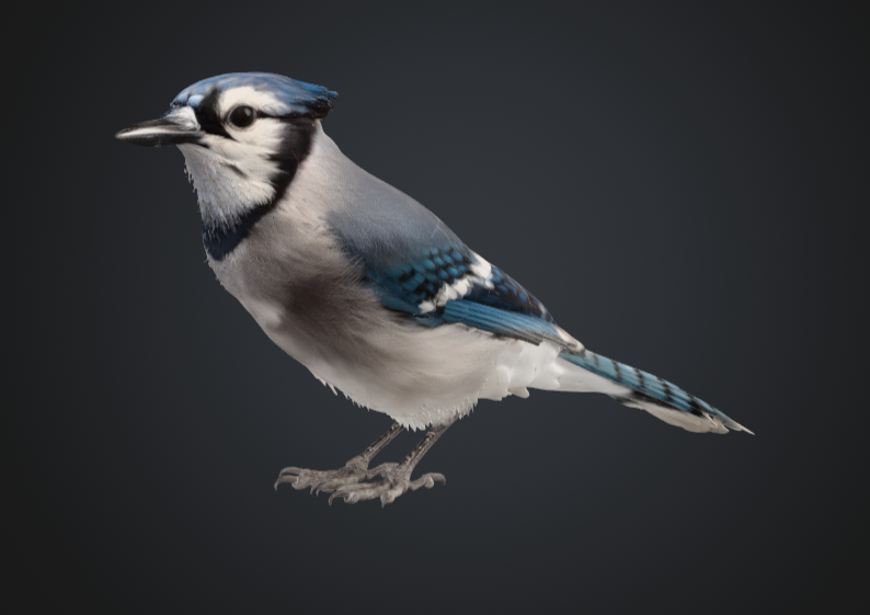RoanokeGame's tweet photo. Pretty strong Blue Jay model
#Meshy #3D 
https://t.co/bziPxGc8TY https://t.co/2U0oD4yRK1