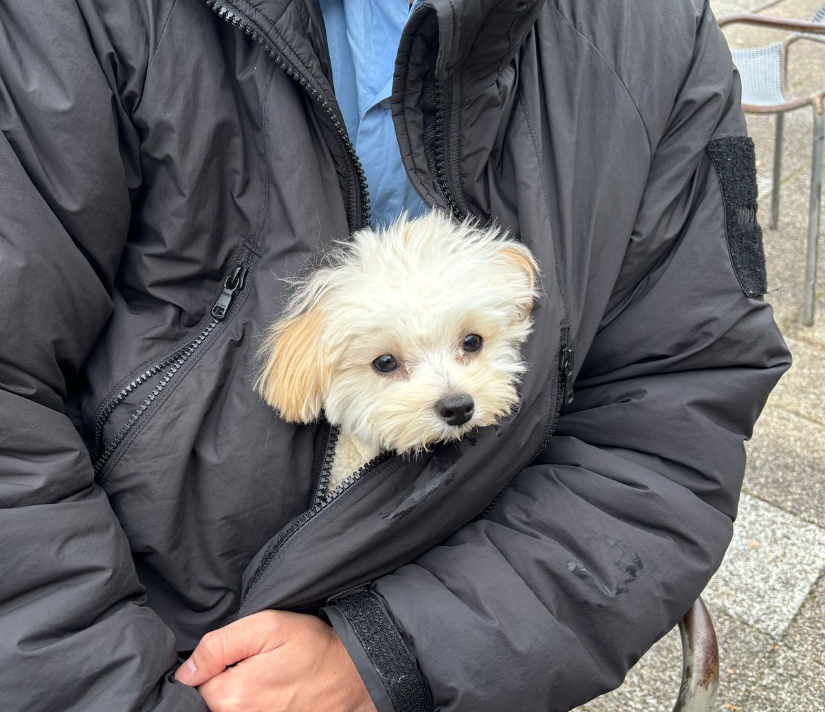 potato_maltipoo's tweet photo. シッ！俺だ！助けに来たぞ！ https://t.co/2W1ePmtjMP
