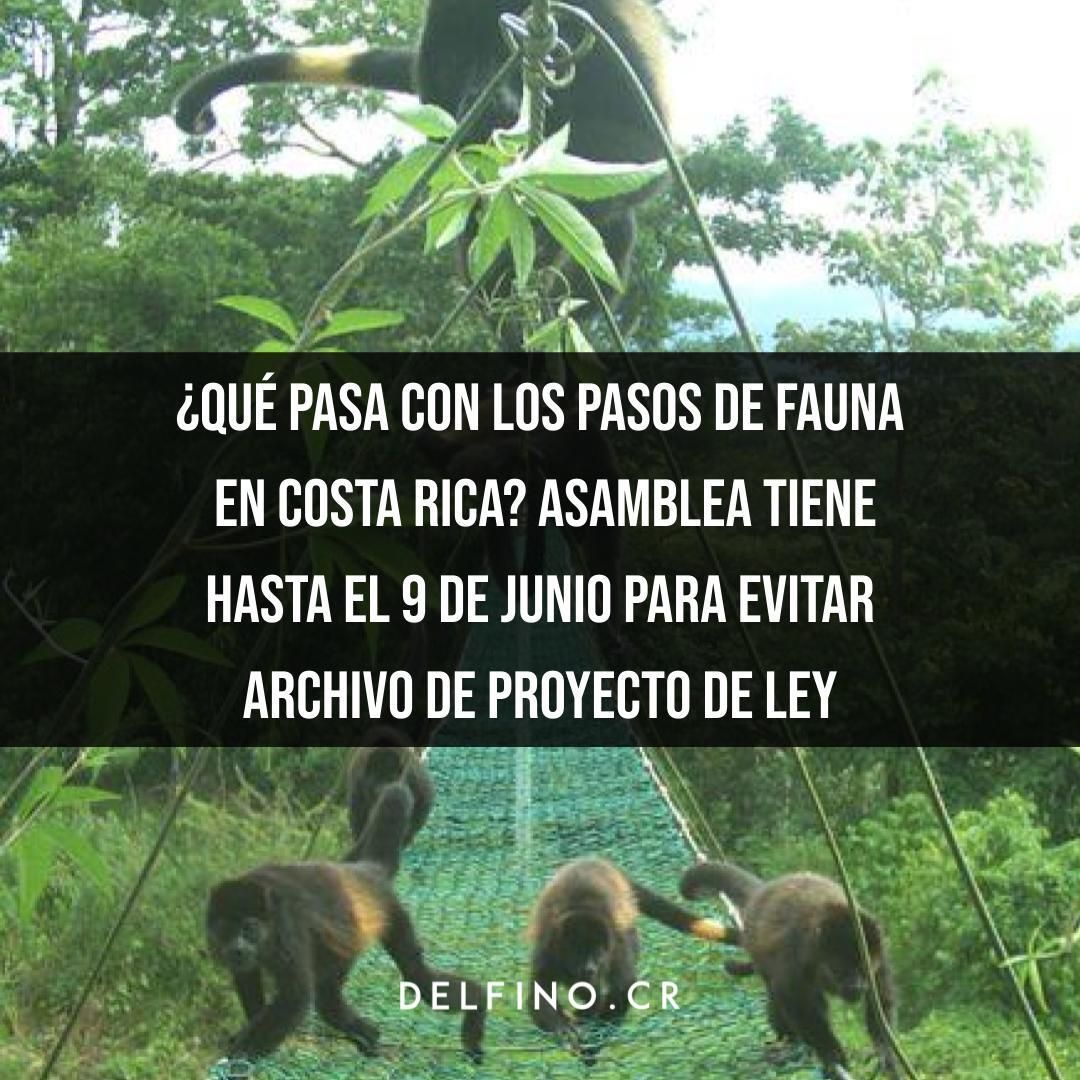 delfinocrc's tweet photo. Un proyecto de ley que obliga a incluir pasos de fauna en obras viales enfrenta horas cruciales en el plenario para evitar su archivo. Se trata del expediente 23.166, que cumple su plazo cuatrienal este 9 de junio. https://t.co/GxKUWgaVLI