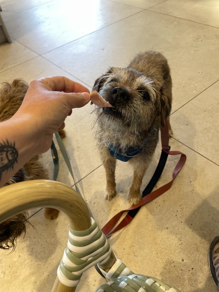 SkipperTheBear's tweet photo. Day 2 of #SkipNFargSummerHolibob - we had breakfast at #Mawsons in #Seascale , then ran around on the beach for a few hours. We then went to #MuncasterCastle and had ice cream (and a walk in the flowers). Then we came home and mum found a tiny tick on Miss Fargo’s head! https://t.co/dYUB5xkCLo