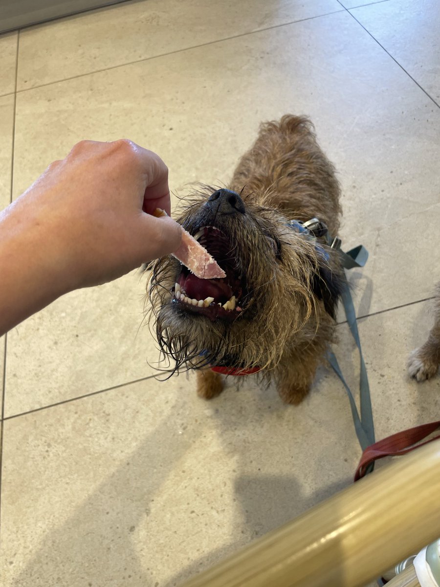 SkipperTheBear's tweet photo. Day 2 of #SkipNFargSummerHolibob - we had breakfast at #Mawsons in #Seascale , then ran around on the beach for a few hours. We then went to #MuncasterCastle and had ice cream (and a walk in the flowers). Then we came home and mum found a tiny tick on Miss Fargo’s head! https://t.co/dYUB5xkCLo