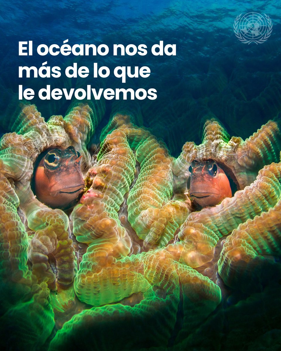 ONUChile's tweet photo. 🌊 Chile es un país costero: nuestro mar conecta comunidades, sustenta medios de vida y alberga una biodiversidad única.

💬 Este #DíaMundialDeLosOcéanos, recordemos que cuidar el océano es cuidar nuestro futuro. https://t.co/vqoK9plbG1