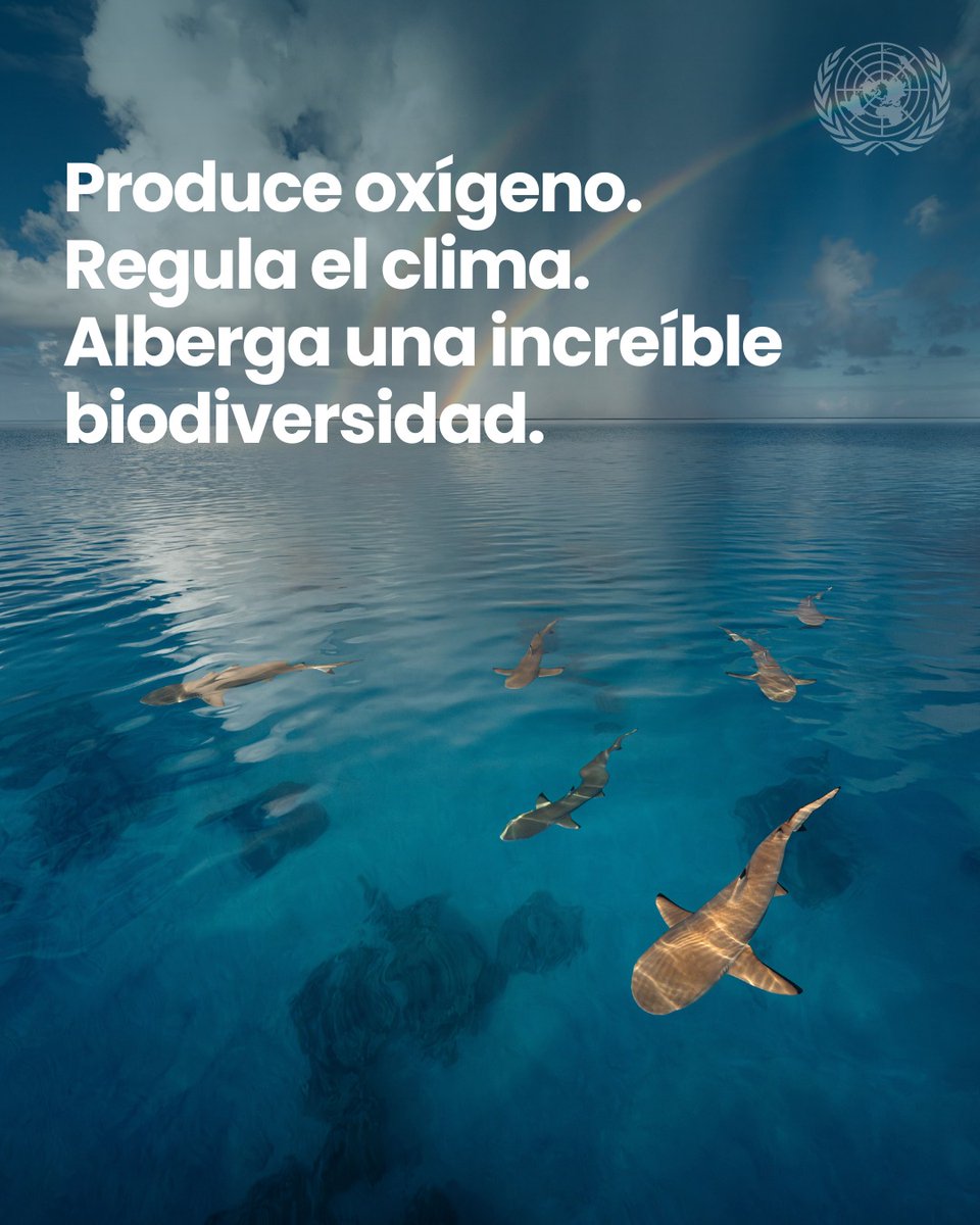 ONUChile's tweet photo. 🌊 Chile es un país costero: nuestro mar conecta comunidades, sustenta medios de vida y alberga una biodiversidad única.

💬 Este #DíaMundialDeLosOcéanos, recordemos que cuidar el océano es cuidar nuestro futuro. https://t.co/vqoK9plbG1