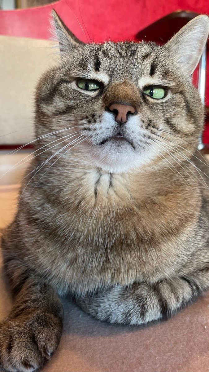 purrtacular's tweet photo. Silently judging you

#adorablecats #catpics #kittens #kittenlove #kitty #cats #catlife #meow #catlove #catloversclub #cutecats #gatos #animals #CatsofTwitter #Caturday #Purrtacular https://t.co/CI4KLuWxrC