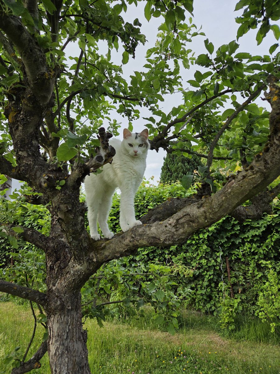 Kolalabaer's tweet photo. Yuna sleeping in a tree and her reaction after she was caught. I really love this.
#Catlover https://t.co/5qVSr8LGCQ