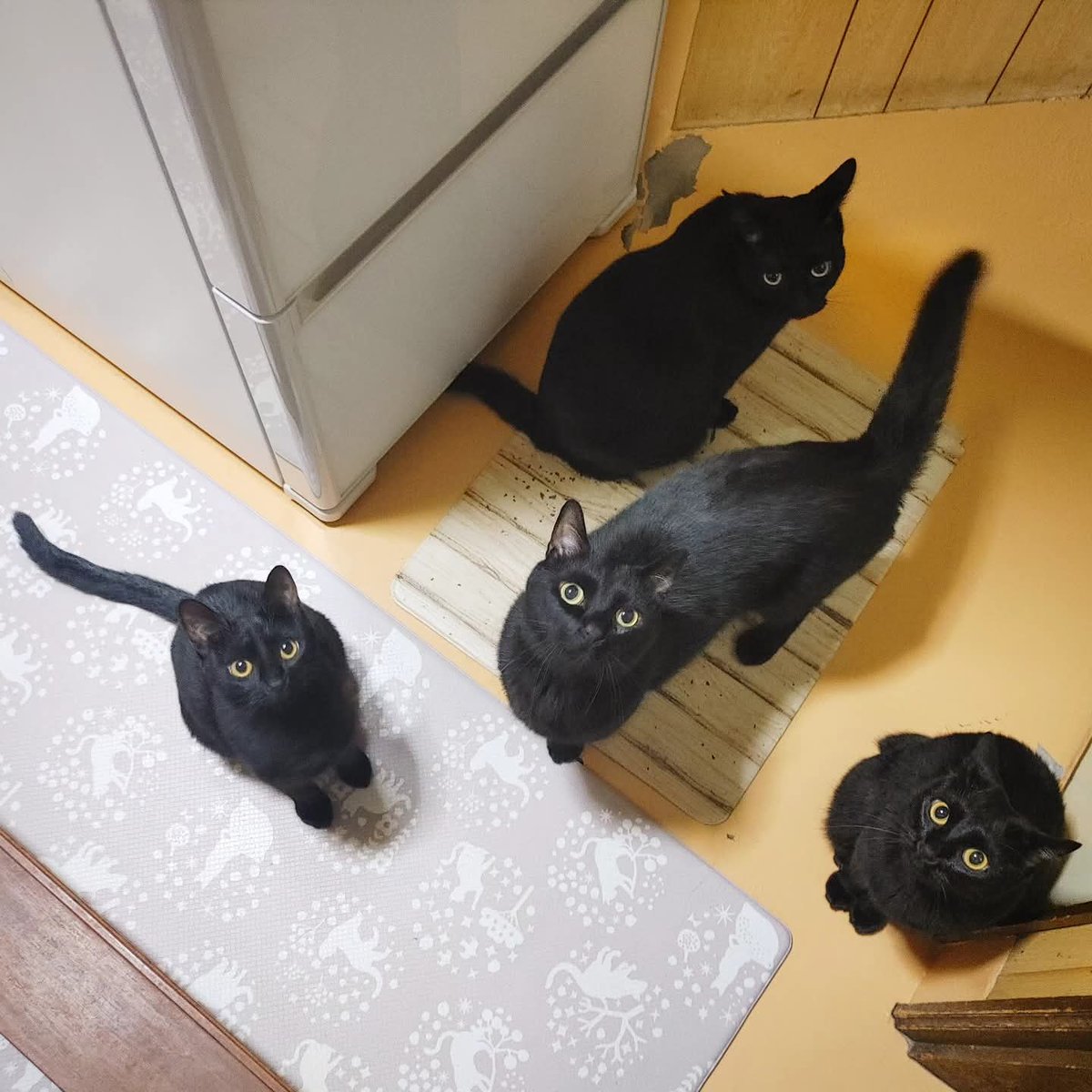 HatmanDPS's tweet photo. 我が家の黒猫ズです。 https://t.co/iHFq0CS2ZE