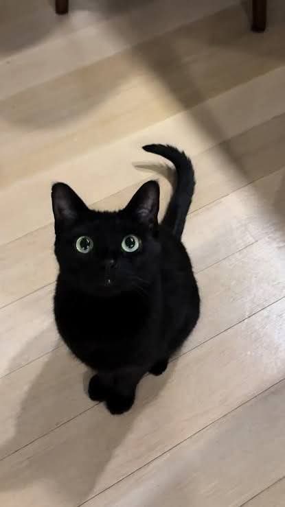 Avabelly__'s tweet photo. Please give him a cute name starting with the letter F, he is a male cat. https://t.co/JvQfxbwqXF