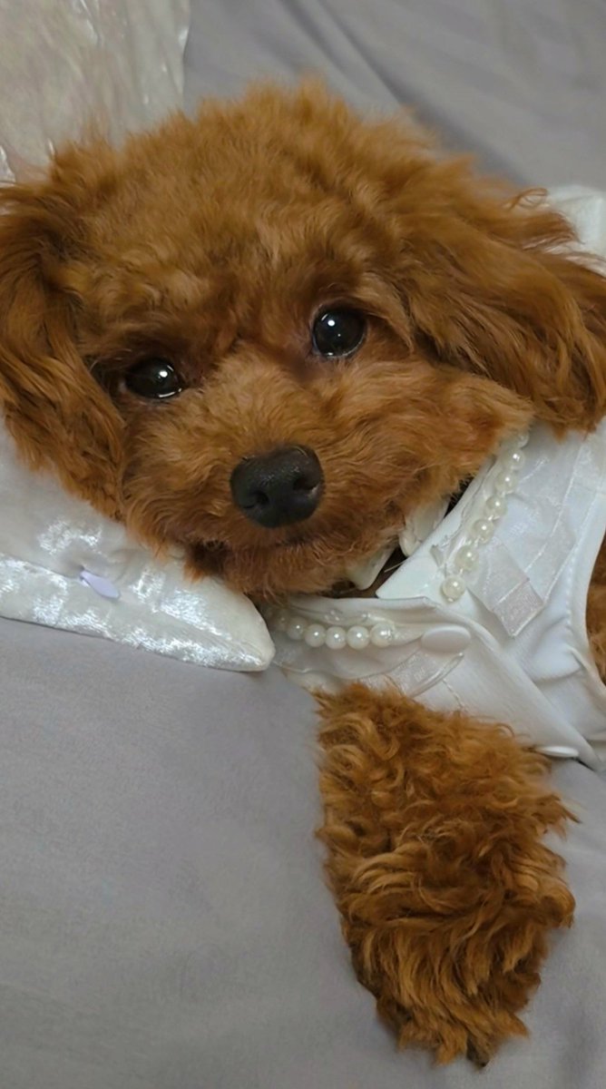 REM2020LEWIS's tweet photo. 彼？彼女？目線♡
おはよう♡ダーリン💗

#トイプードル
#犬のいる暮らし https://t.co/qSn1kC60Am
