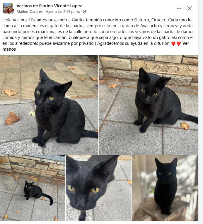 ClimaFlorida's tweet photo. Andan buscando a este gatito. https://t.co/v4voODIf1p