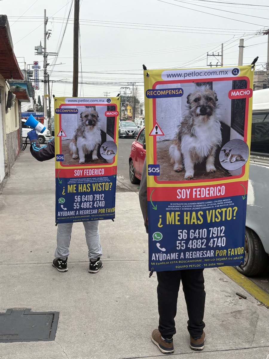 PetlocMX's tweet photo. 🚨 BUSCAMOS A FEDERICO 🐶🤍🤎
Seguimos difundiendo su búsqueda en calles y puntos clave. Federico aún no regresa a casa y su familia continúa buscándolo sin descanso. 🏡🐾

📍 Col. México Insurgente, Ecatepec De Morelos, Estado De México

📞 56 6410 7912 https://t.co/bwAGjzI1Yr