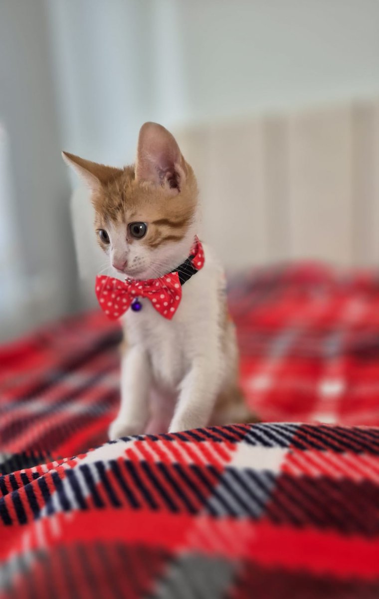 seniariyorken's tweet photo. Her kedi yuva bulacak diye bir şey yok diyorlar bana, ben ailem olmasını hak etmiyor muyum anlamadım sokak kedisi mi olmam lazım benim 🥺
Ben sevildiğim bir yuvada oyuncaklarımla oynayarak büyümek, kıt kıt mama yemek istiyorum mama kabımdan. 
Benim de yuvam olsun artık 💛 https://t.co/pEGg62V95A