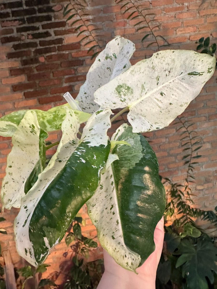 evergreenlymade's tweet photo. The Rare Tropical Plant Expo is happening this weekend!! 🌿 

📅 Saturday, June 13, 2026 | 10:00 AM – 4:00 PM
📅 Sunday, June 14, 2026 | 10:00 AM – 3:00 PM

📍 The Agora – Sherwood Park
401 Festival Lane, Sherwood Park, AB

Tickets are on sale now here: https://t.co/hpNHlAreiZ https://t.co/aVV0d0nK5a