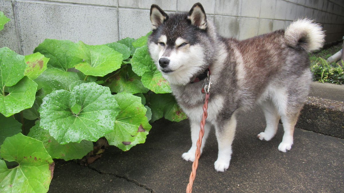 yachiyachi11's tweet photo. #柴犬 #黒柴 https://t.co/SWwVg4Rkvs