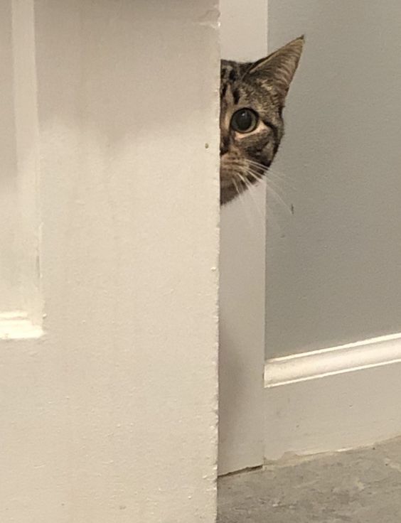squirrellyverse's tweet photo. " you're under ' purr-veillance'"

gn to everyone! https://t.co/cpdiZNg4Xd