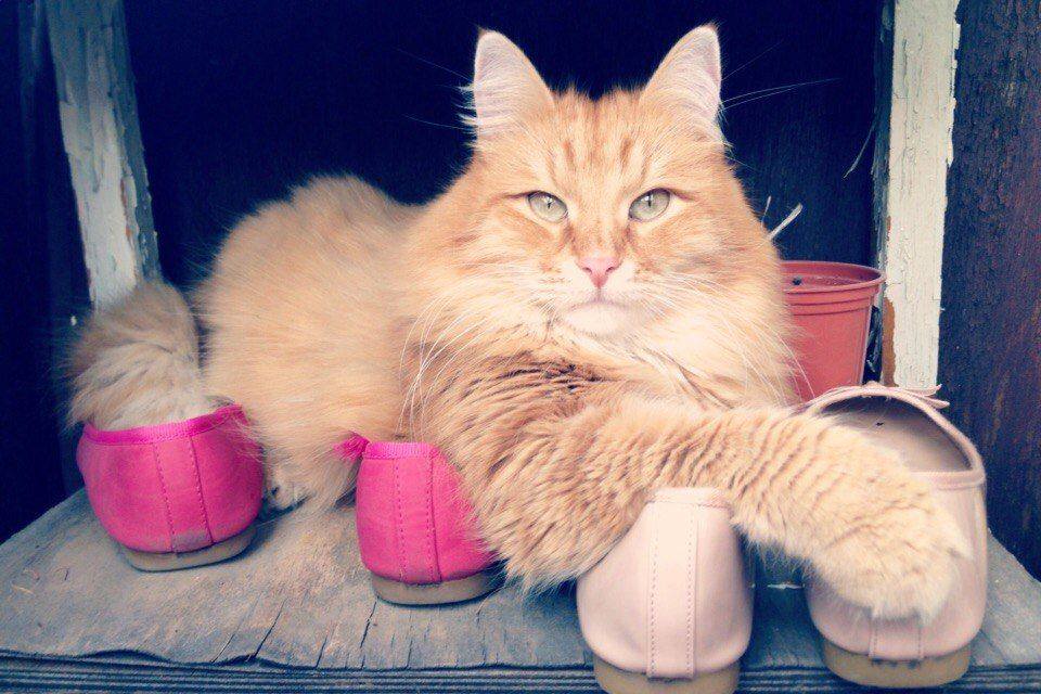 kittyworks's tweet photo. " Bowling shoes are for Alley cats! Chanel's only on my catwalk!" https://t.co/jlwJVklk56