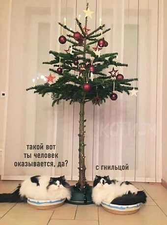 infinitusacedia's tweet photo. @flo_rka Подозреваю, что выражение морды лица было примерно такое: https://t.co/7xzHdO4lBs