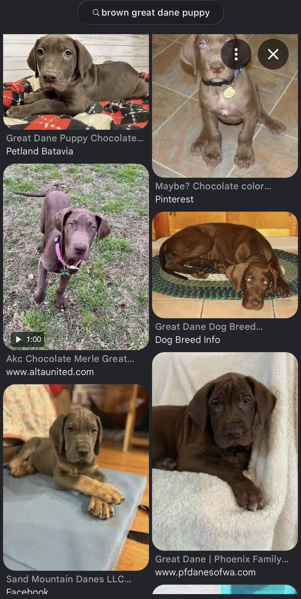 AlienShades's tweet photo. @matpolloy That is in fact a great dane, or at least close enough to where most wouldn’t know the difference https://t.co/dcaT8mLbCi
