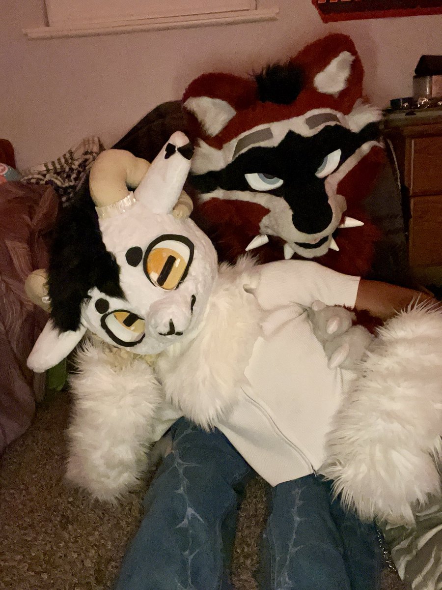 TheRaccAD's tweet photo. Caught this cutie >:3

🐏 - @Zintrahh https://t.co/q8NZT0KIwy