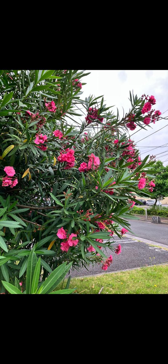 sin2007sinsin's tweet photo. 散歩してて、好きな花を見つけた

名前はわからないけど https://t.co/rZIcNeicPr