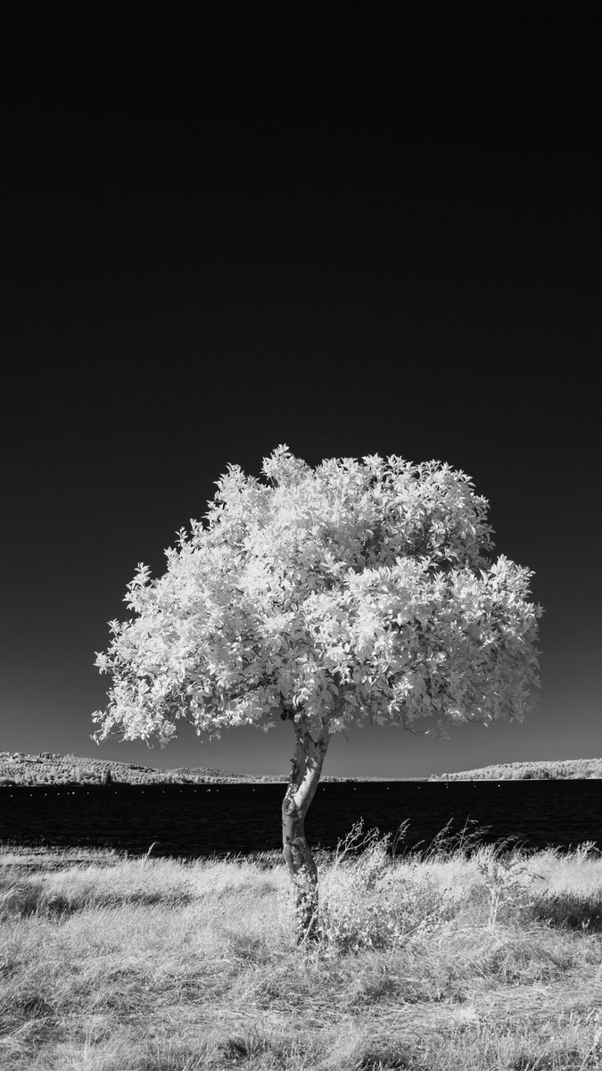 zeartur's tweet photo. Barragem de Montargil
Junho 2026
#irphotography #infraredphotography #ir_photo #Montargil #Alentejo #fotografia #photography https://t.co/zRNetDSmtd