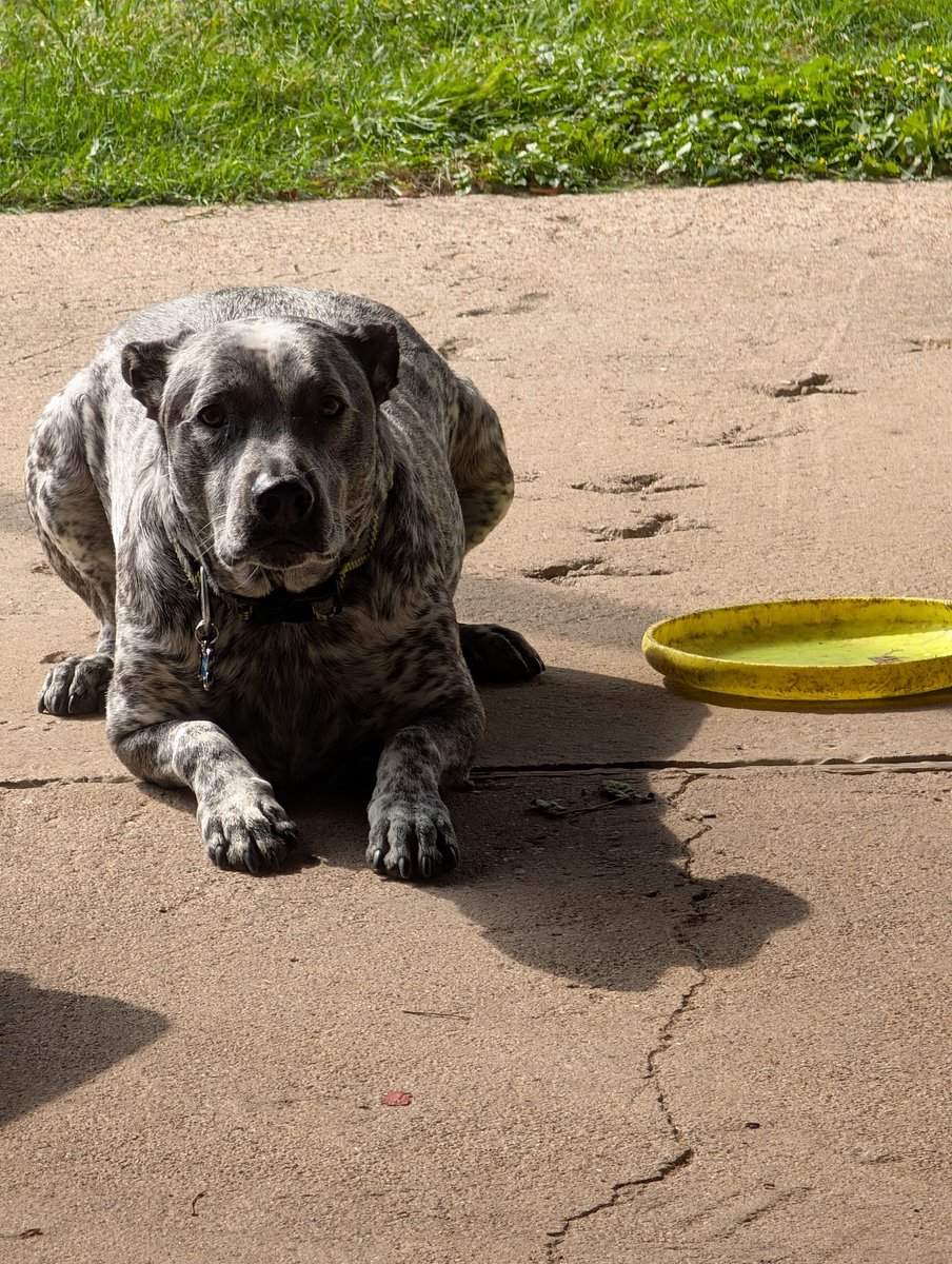 DanielASaputa's tweet photo. Wishing I could go home, like my dog wishes somebody would throw a Frisbee. https://t.co/ra5pbPwBmG
