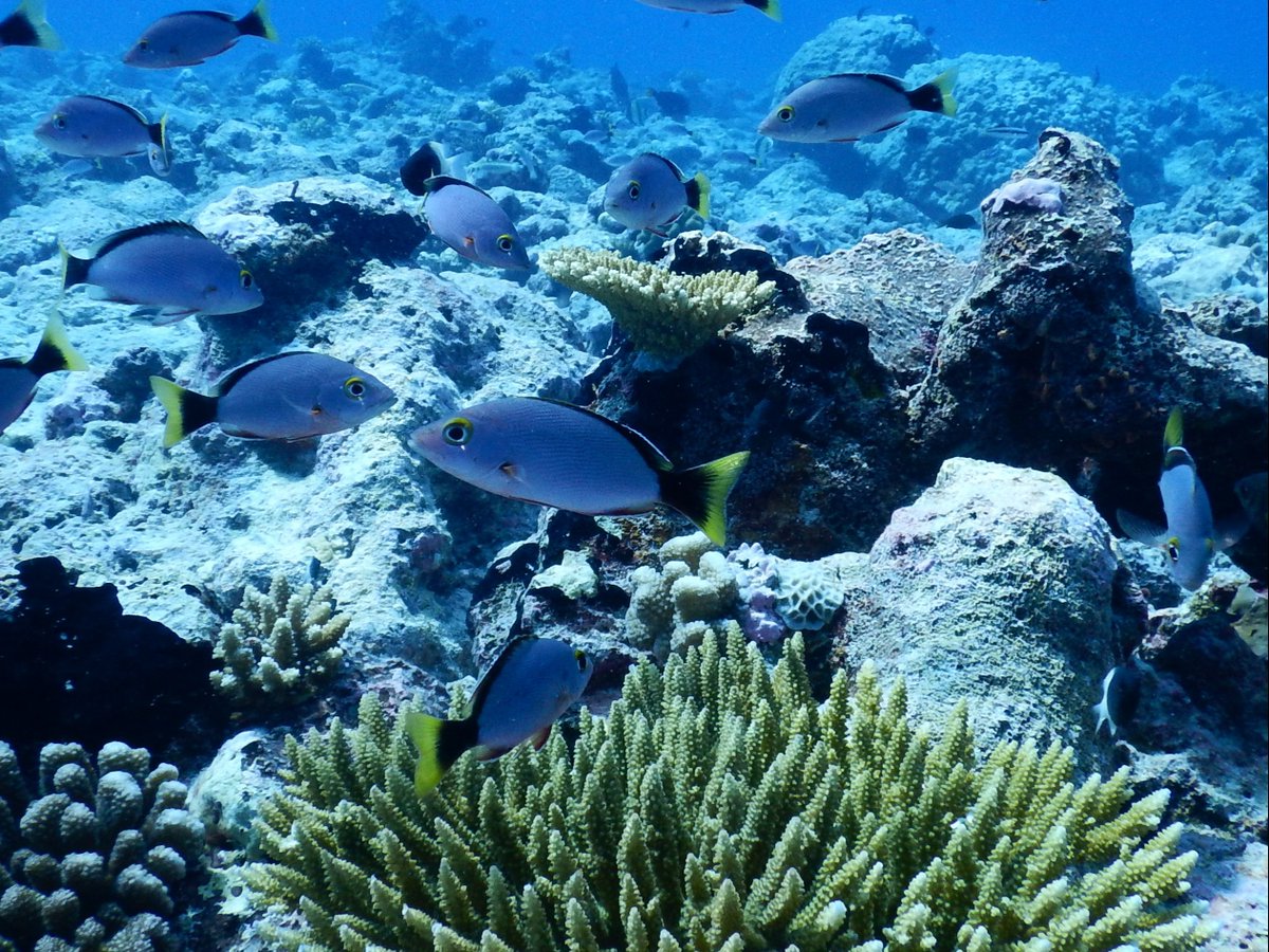 OfficialZSL's tweet photo. This #WorldOceanDay, we’re celebrating some of our favourite wins for marine wildlife 💪

The ocean is under pressure, but these wins show us what’s possible when we work together 💙 

🔗 By supporting our work, you can be a part of our journey to protect the ocean  https://t.co/zvLTFgstbj